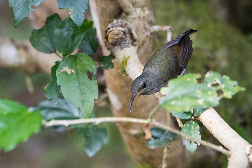 Black-throated Sunbird, Fraser's Hill Area, Peninsular Malaysia