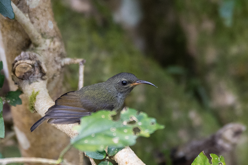 Black-throated Sunbird, Fraser's Hill Area, Peninsular Malaysia