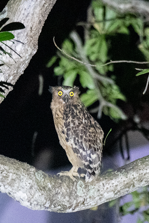 Buffy Fish-Owl, Near Hotel De Palma, Kuala Selangor, Peninsular Malaysia