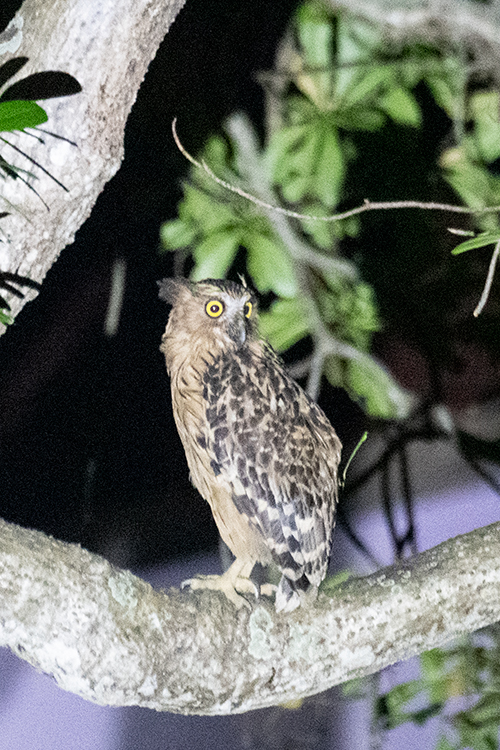 Buffy Fish-Owl, Near Hotel De Palma, Kuala Selangor, Peninsular Malaysia