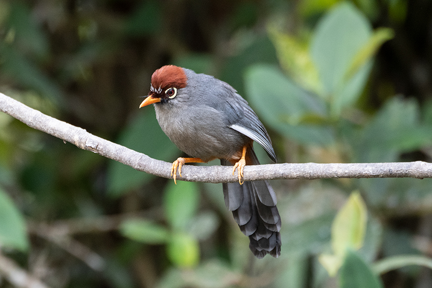 Chestnut-capped Laughingthrush, New Road, Fraser's Hill, Peninsular Malaysia