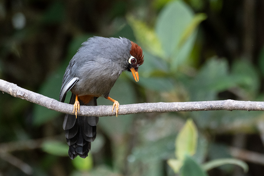 Chestnut-capped Laughingthrush, New Road, Fraser's Hill, Peninsular Malaysia