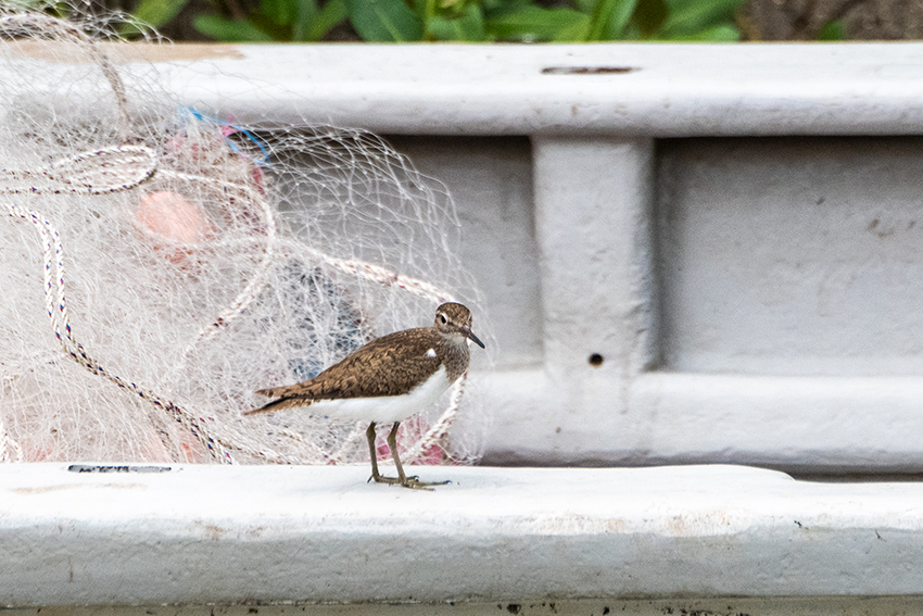 Common Sandpiper, Kuala Selangor, Peninsular Malaysia