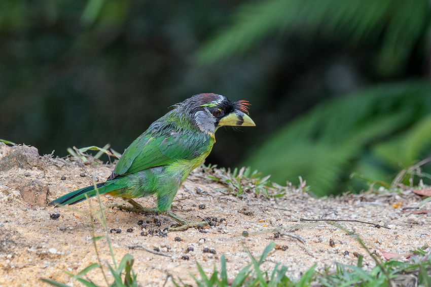 Fire-tufted Barbet, Fraser's Hill Area, Peninsular Malaysia