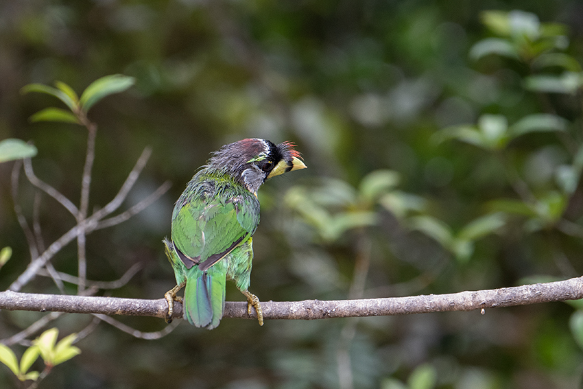 Fire-tufted Barbet, Fraser's Hill Area, Peninsular Malaysia