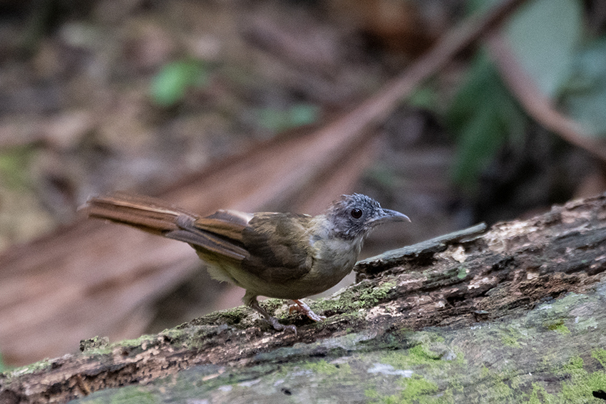 Gray-cheeked Bulbul, Lanchang, Peninsular Malaysia