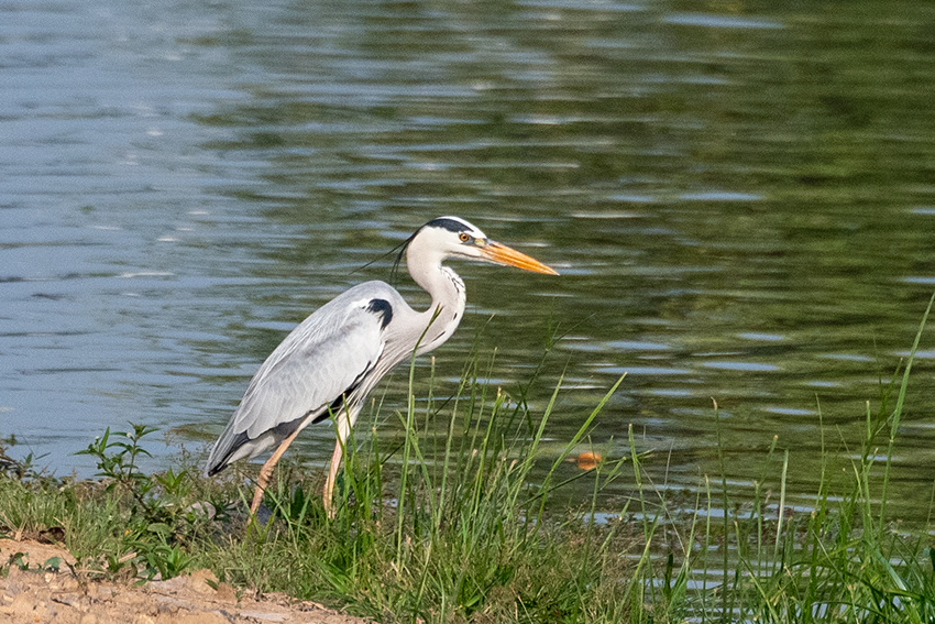 Gray Heron, Lake Putrajaya, Peninsular Malaysia