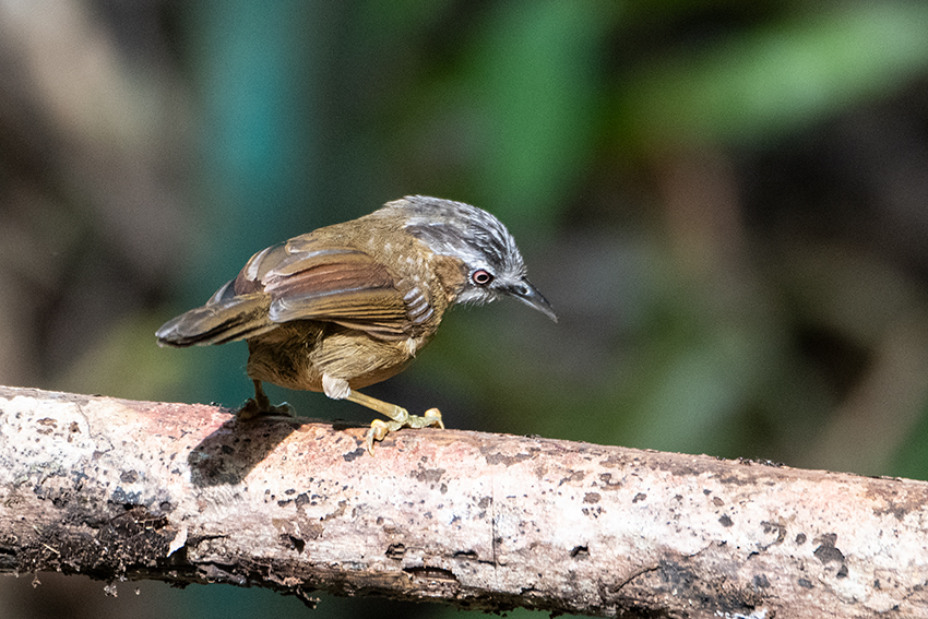 Gray-throated Babbler, New Road, Fraser's Hill, Peninsular Malaysia