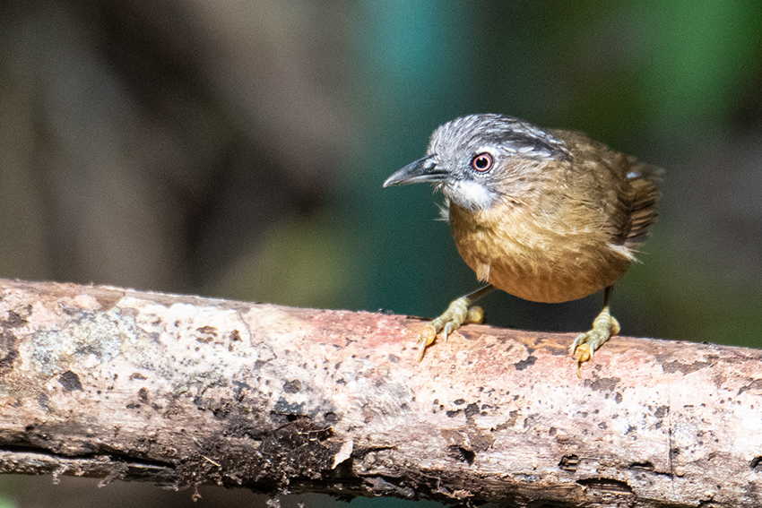 Gray-throated Babbler, New Road, Fraser's Hill, Peninsular Malaysia