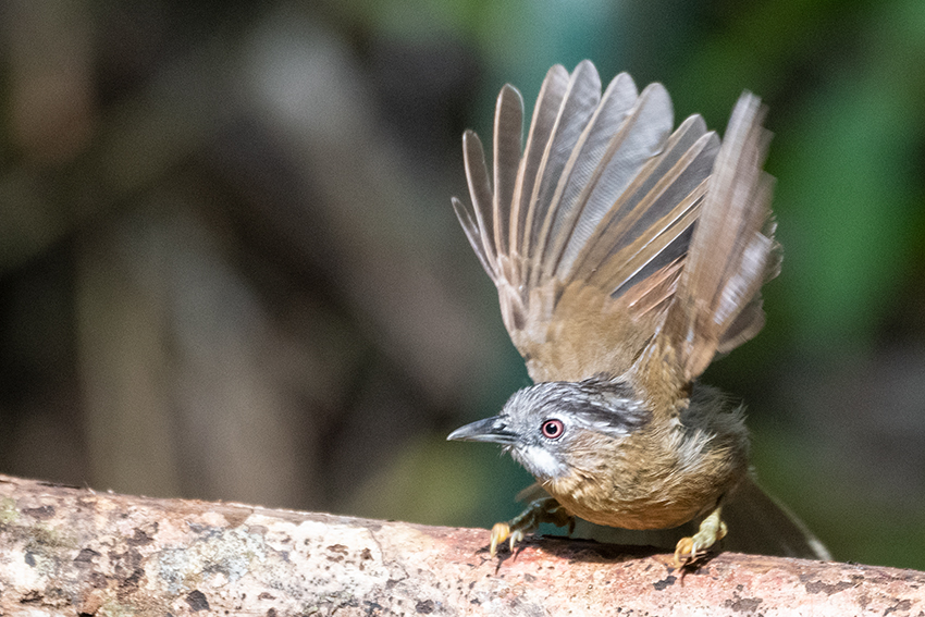 Gray-throated Babbler, New Road, Fraser's Hill, Peninsular Malaysia