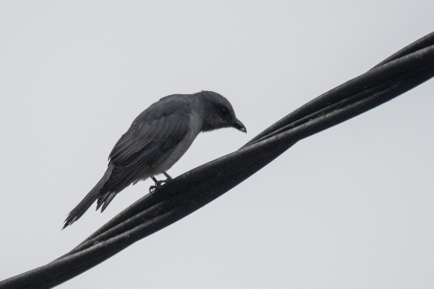 Large Cuckooshrike, New Road, Fraser's Hill, Peninsular Malaysia