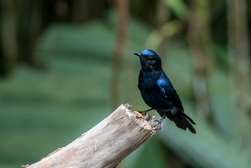 Large Niltava, New Road, Fraser's Hill, Peninsular Malaysia