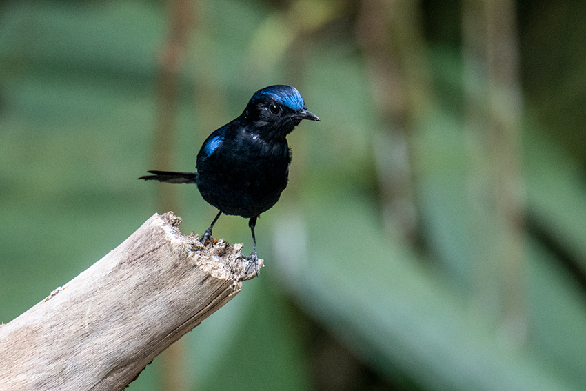 Large Niltava, New Road, Fraser's Hill, Peninsular Malaysia