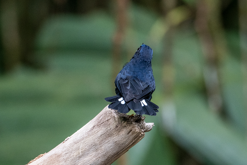 Large Niltava, New Road, Fraser's Hill, Peninsular Malaysia