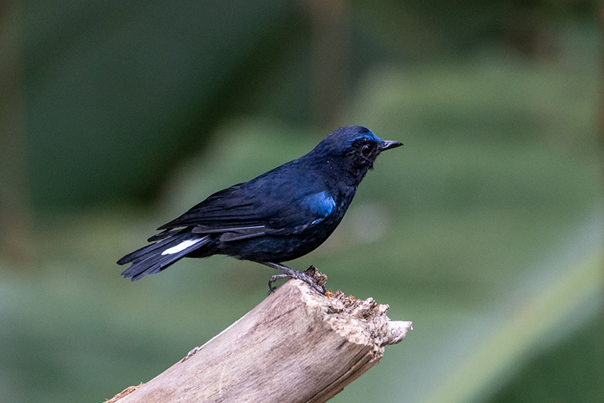 Large Niltava, New Road, Fraser's Hill, Peninsular Malaysia