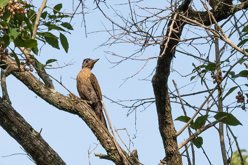 Laced Woodpecker, Kuala Selangor Nature Park, Peninsular Malaysia