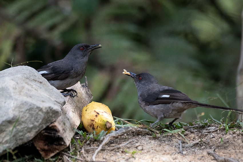 Long-tailed Sibia, New Road, Fraser's Hill, Peninsular Malaysia