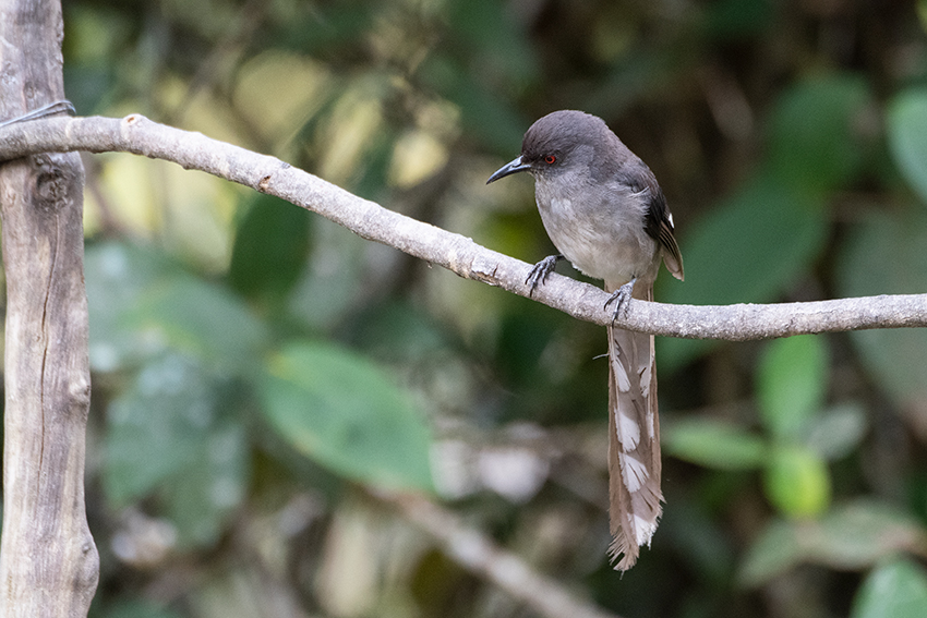 Long-tailed Sibia, New Road, Fraser's Hill, Peninsular Malaysia