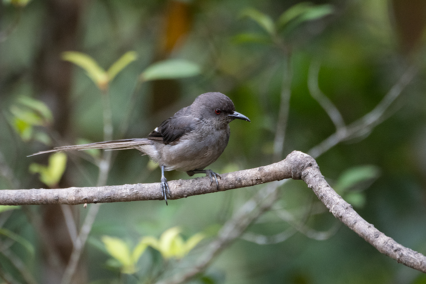 Long-tailed Sibia, New Road, Fraser's Hill, Peninsular Malaysia