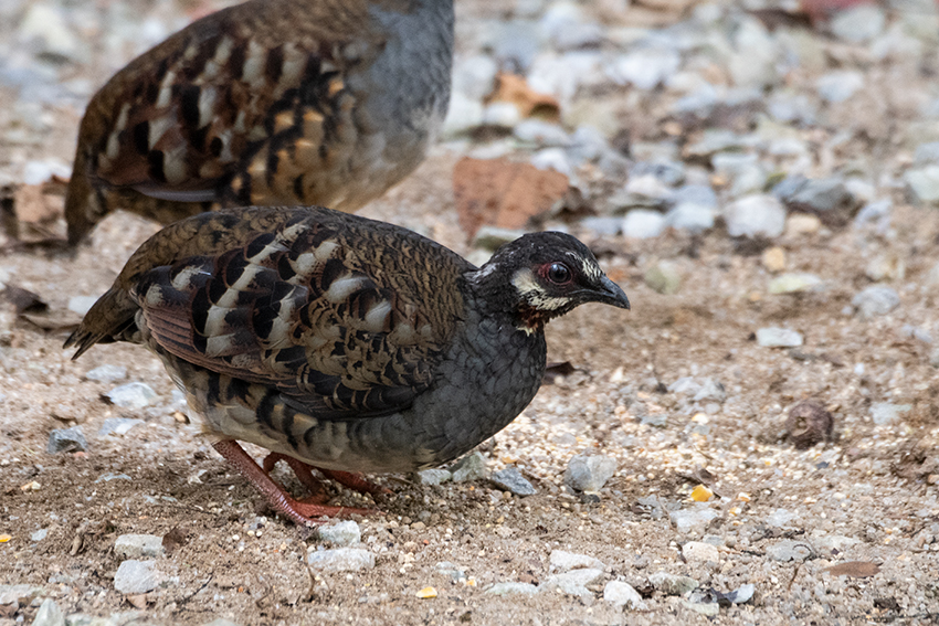 Malaysian Partridge, Old Road, Fraser's Hill, Peninsular Malaysia