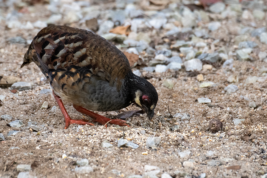 Malaysian Partridge, Old Road, Fraser's Hill, Peninsular Malaysia