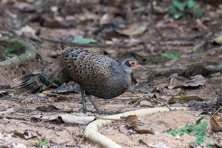 Malayan Peacock-Pheasant, Mutiara Taman Negara Resort and Boardwalk, Peninsular Malaysia