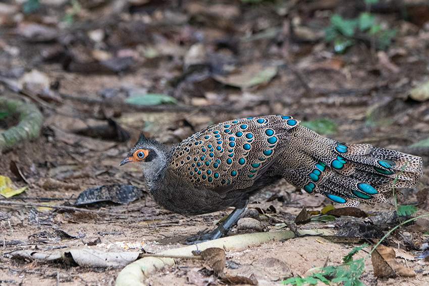 Malayan Peacock-Pheasant, Mutiara Taman Negara Resort and Boardwalk, Peninsular Malaysia