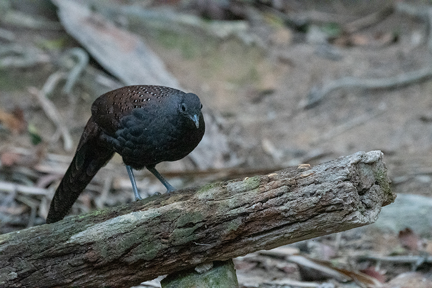 Mountain Peacock-Pheasant, Bukit Tinggi, Peninsular Malaysia