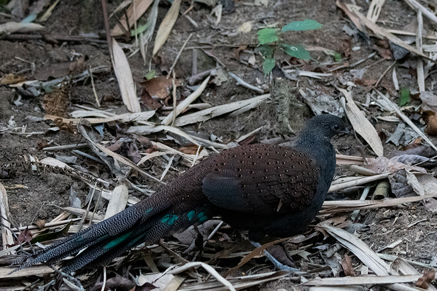 Mountain Peacock-Pheasant, Bukit Tinggi, Peninsular Malaysia