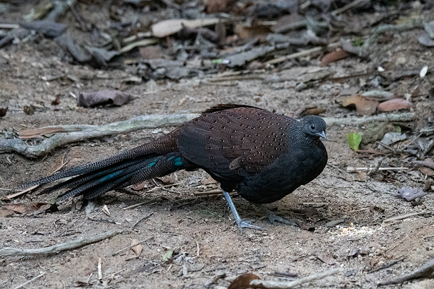 Mountain Peacock-Pheasant, Bukit Tinggi, Peninsular Malaysia