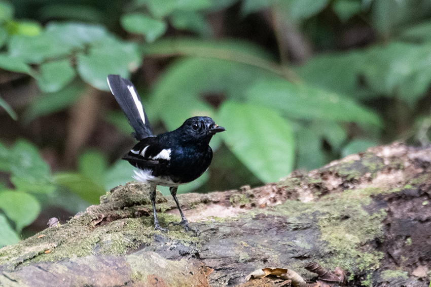 Oriental Magpie-Robin, Lanchang, Peninsular Malaysia