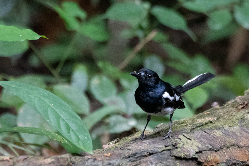 Oriental Magpie-Robin, Lanchang, Peninsular Malaysia