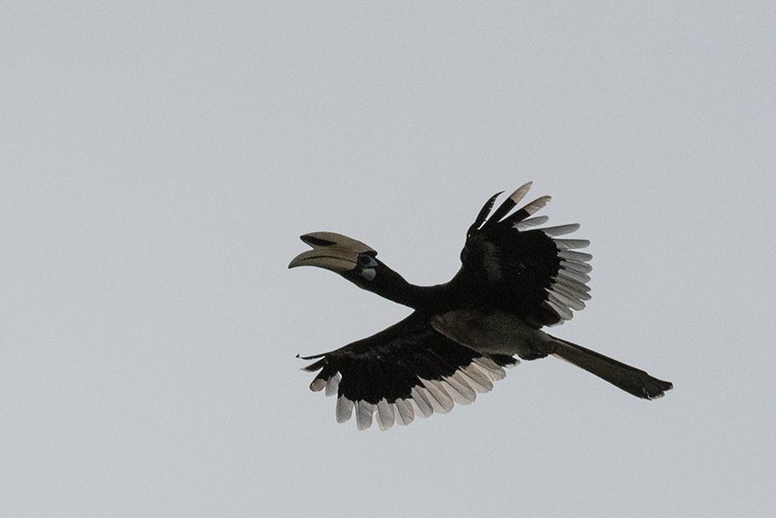 Oriental Pied-Hornbill, Kuala Selangor, Peninsular Malaysia