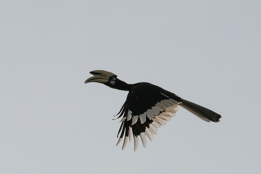 Oriental Pied-Hornbill, Kuala Selangor, Peninsular Malaysia