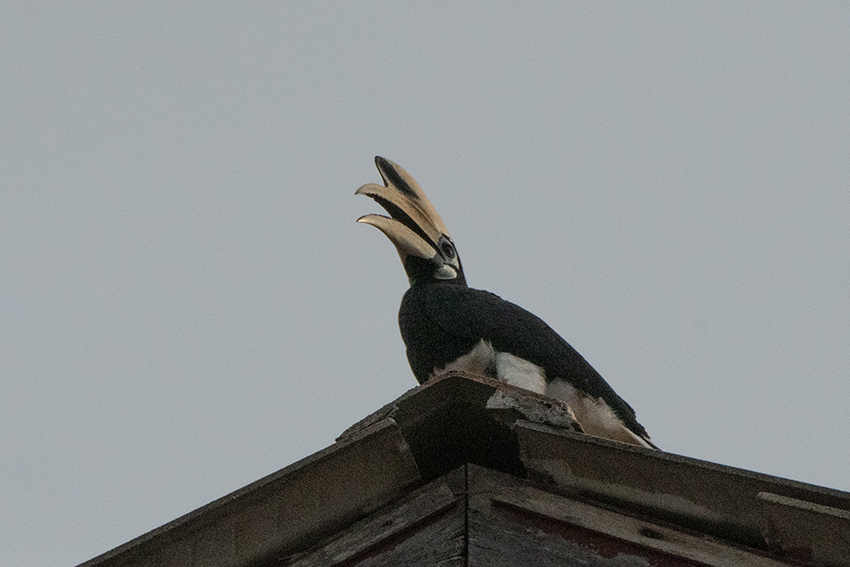 Oriental Pied-Hornbill, Kuala Selangor, Peninsular Malaysia