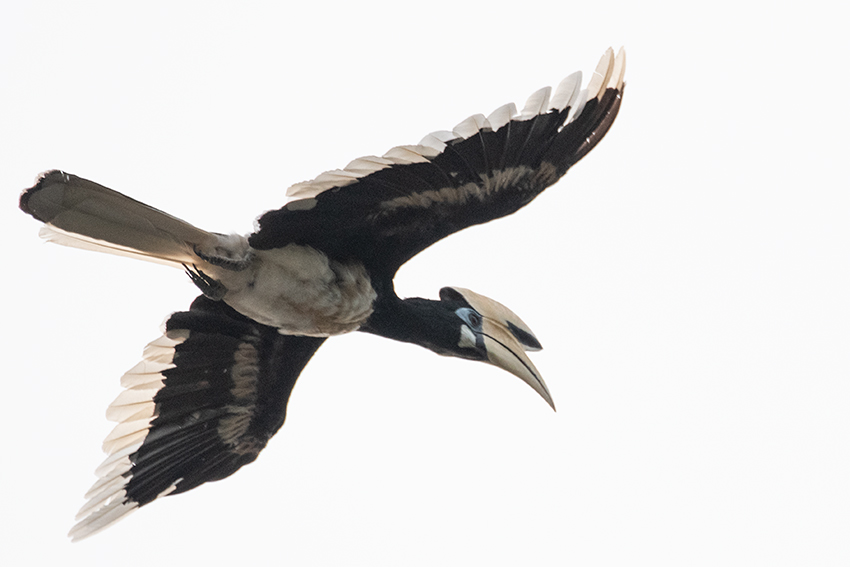 Oriental Pied-Hornbill, Kuala Selangor, Peninsular Malaysia