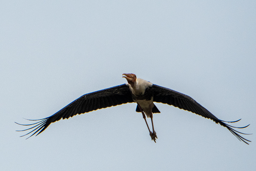 Painted Stork, Lake Putrajaya, Peninsular Malaysia