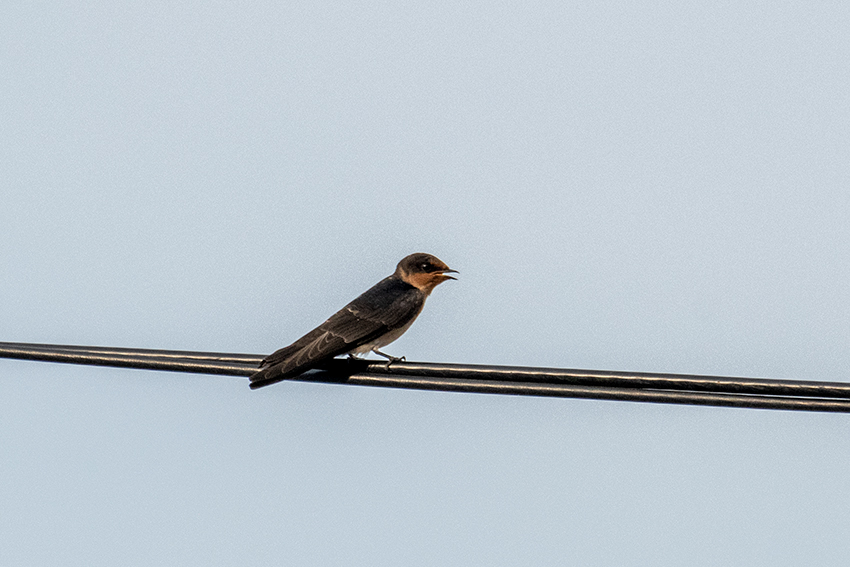 Pacific Swallow, Kuala Selangor, Peninsular Malaysia