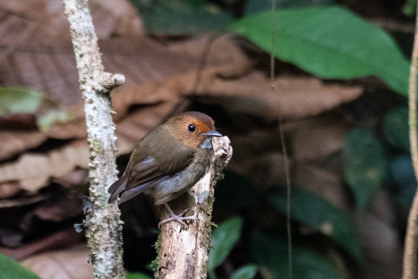 Rufous-browed Flycatcher, New Road, Fraser's Hill, Peninsular Malaysia