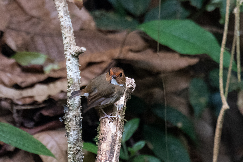 Rufous-browed Flycatcher, New Road, Fraser's Hill, Peninsular Malaysia