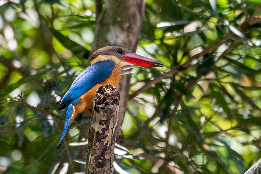 Stork-billed Kingfisher, Mutiara Taman Negara Boatride, Peninsular Malaysia