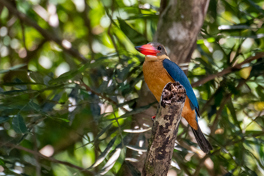 Stork-billed Kingfisher, Mutiara Taman Negara Boatride, Peninsular Malaysia