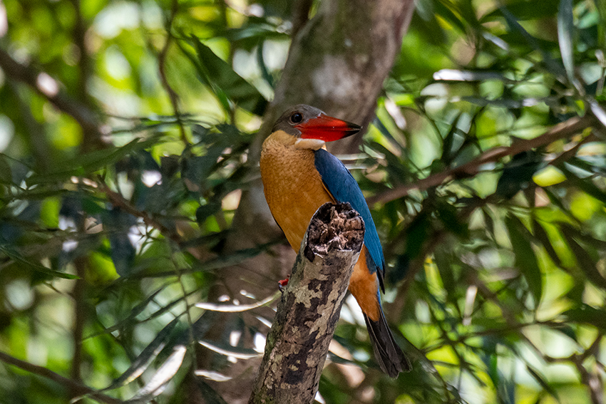 Stork-billed Kingfisher, Mutiara Taman Negara Boatride, Peninsular Malaysia