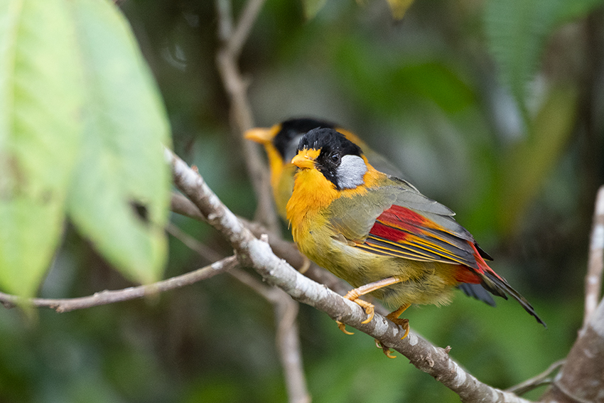 Silver-eared Mesia, New Road, Fraser's Hill, Peninsular Malaysia