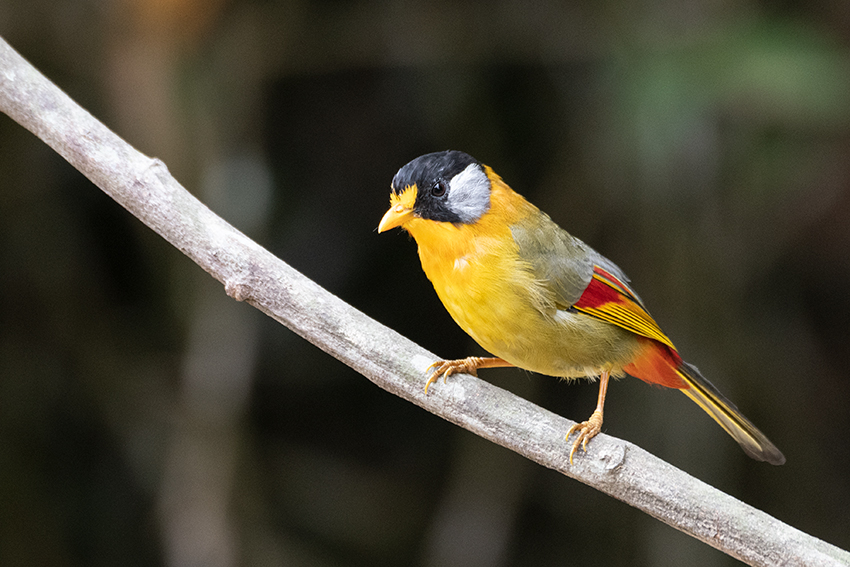 Silver-eared Mesia, New Road, Fraser's Hill, Peninsular Malaysia