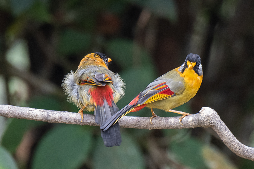 Silver-eared Mesia, Fraser's Hill Area, Peninsular Malaysia