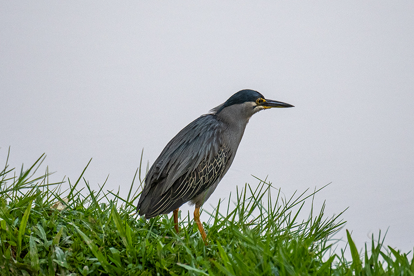 Striated Heron, Lake Putrajaya, Peninsular Malaysia