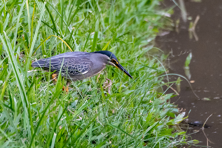 Striated Heron, Lake Putrajaya, Peninsular Malaysia