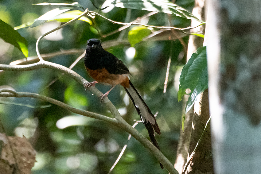 White-rumped Shama, Lanchang, Peninsular Malaysia