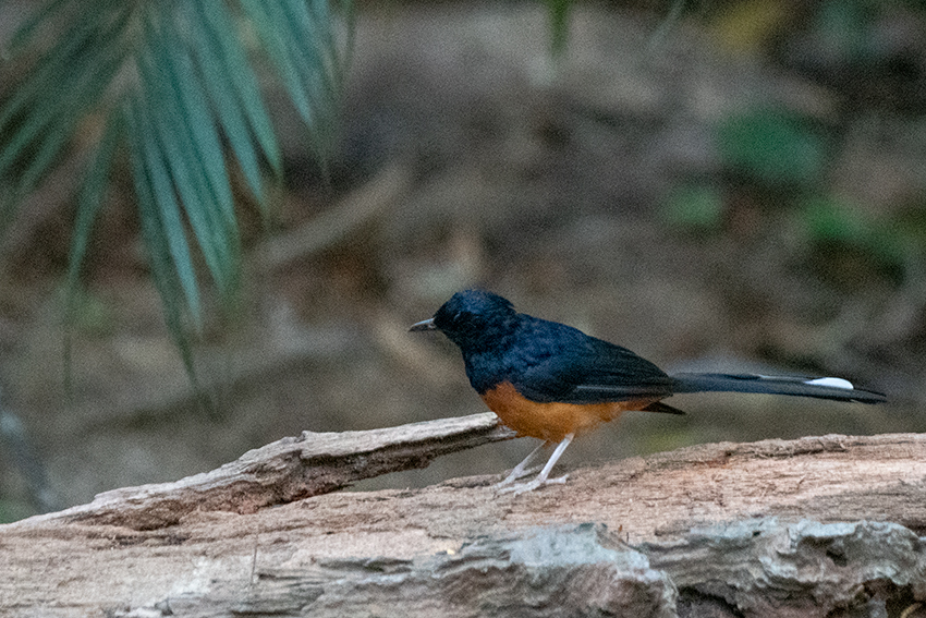 White-rumped Shama, Bukit Tinggi, Peninsular Malaysia